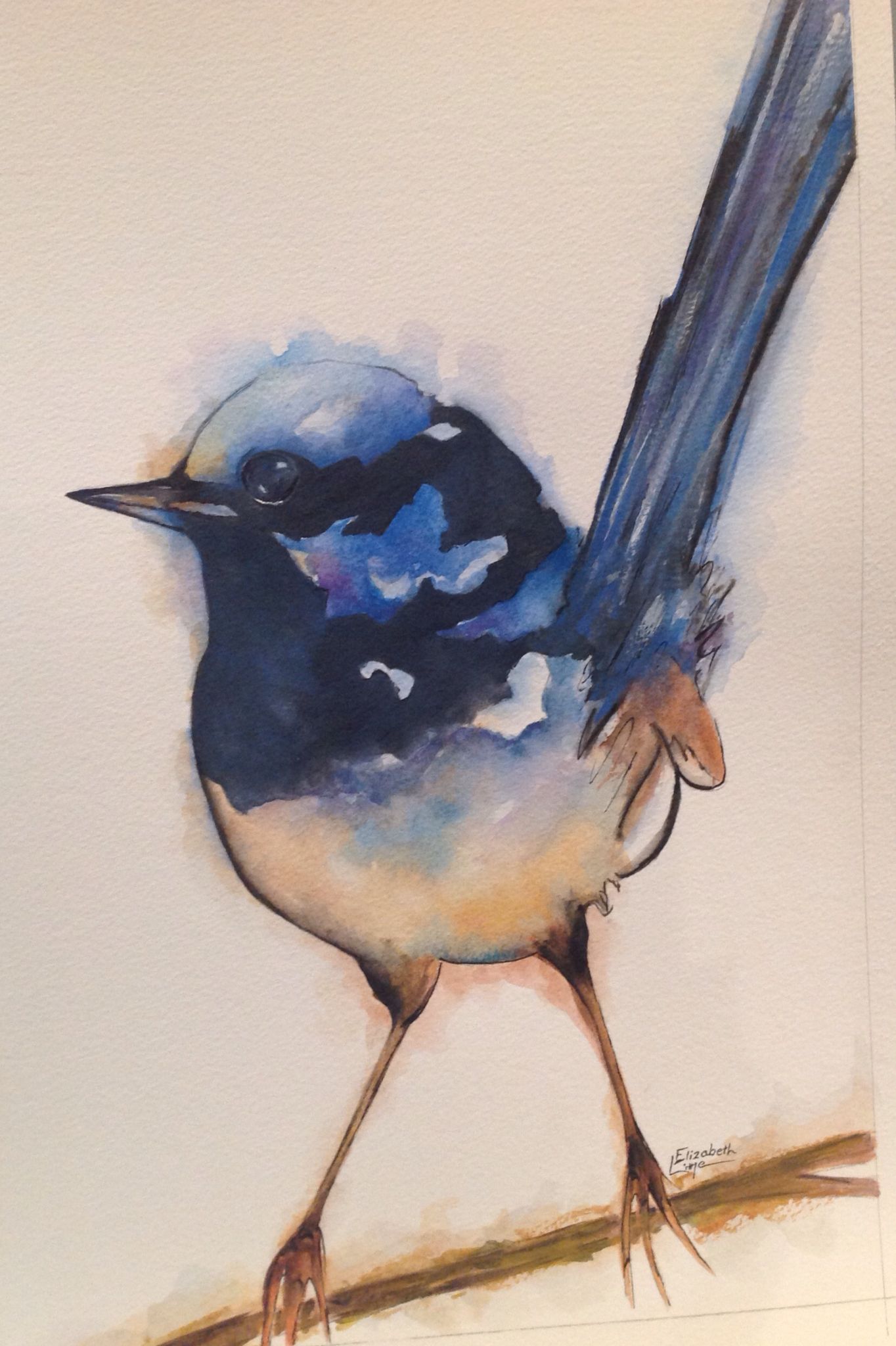 1364x2048 Superb Blue Wren, Watercolour, Elizabeth Little Bird Paintings