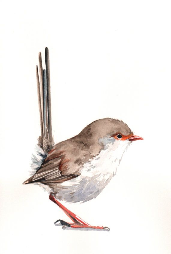 570x844 Wren Painting