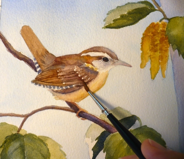 600x520 Zeh Original Art Blog Watercolor And Oil Paintings Carolina Wren