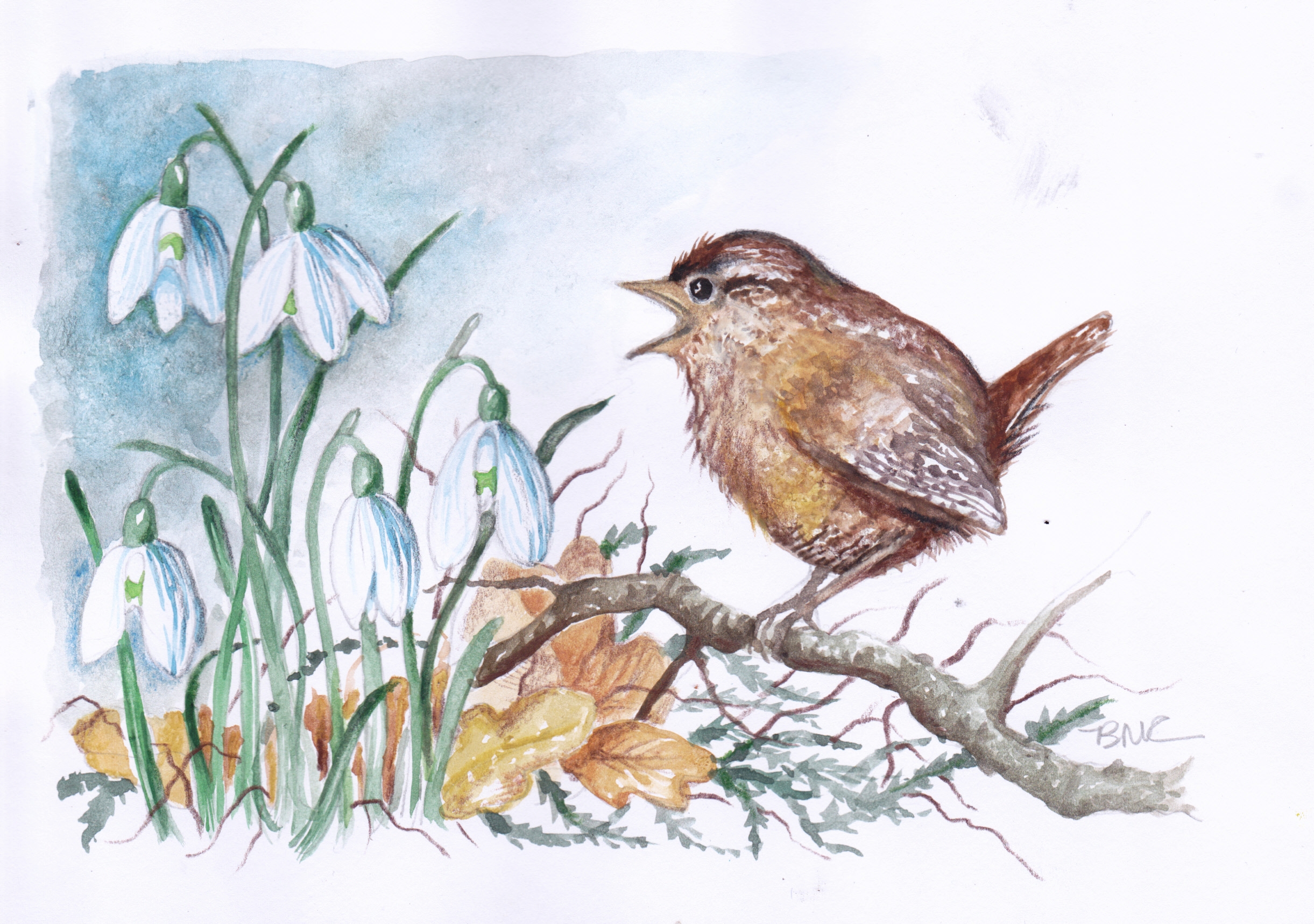 2442x1718 Wren And Snowdrops Watercolour Painting Bee Arts