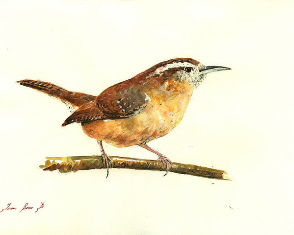 599x480 Carolina Wren Watercolor Painting Poster By Juan Bosco