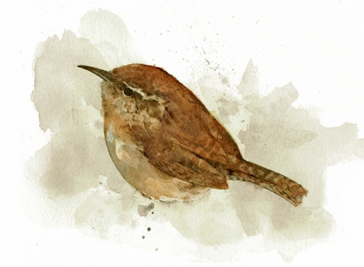 513x377 Carolina Wren Watercolor David Scheirer Watercolors