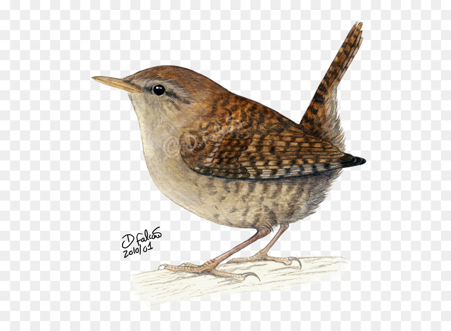 900x660 Carolina Wren Bird Drawing Clip Art