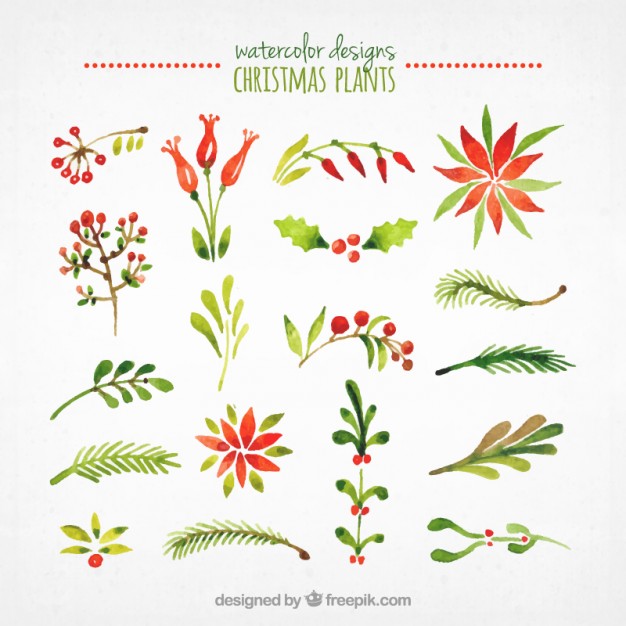 626x626 Watercolor Christmas Plants Collection Vector Free Download