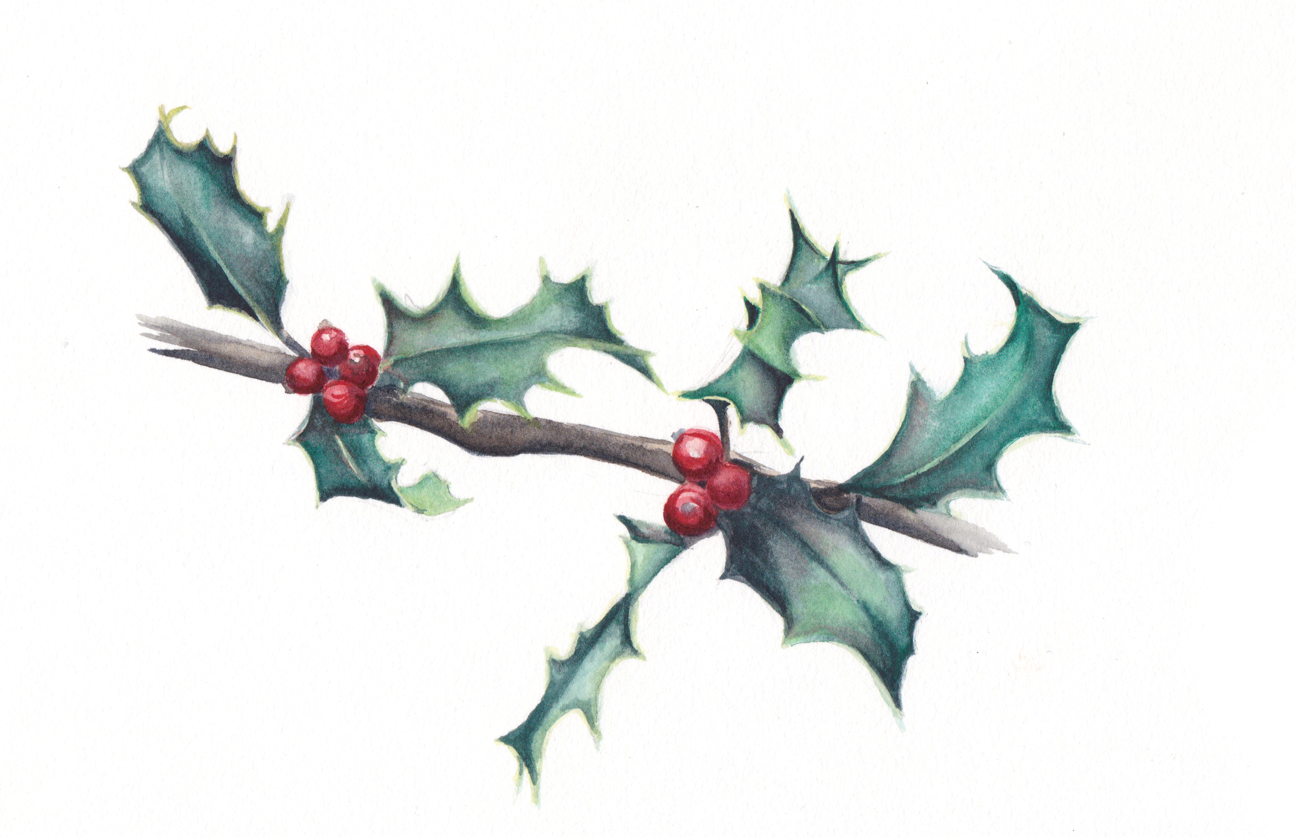 2541x1641 7 Holly Leaves Original Watercolor Esther Beler Wodrich