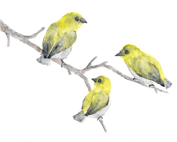 570x456 Watercolor Bird Painting Bird Art Yellow Birds Nature Etsy