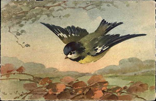 500x325 Watercolor Of Blue And Yellow Bird Flying Birds Original Vintage