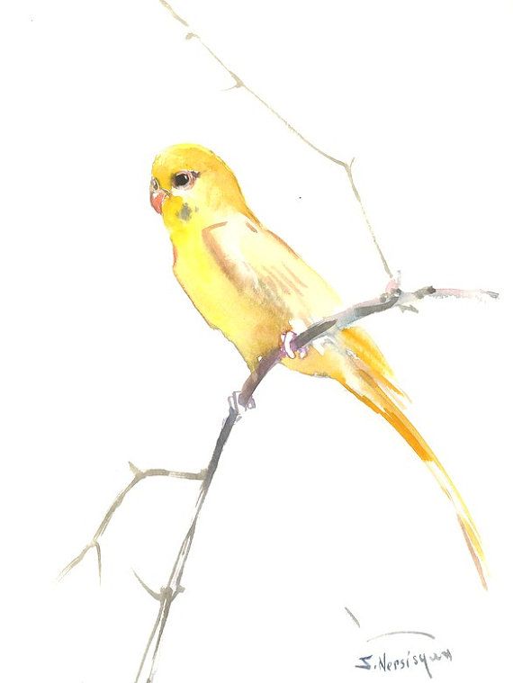 570x759 Yellow Parakeet, Original Watercolor Painting, 9 X 12 In, Yellow