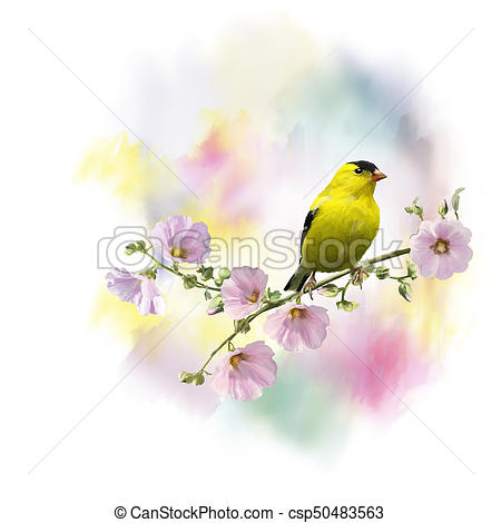 450x470 Yellow Bird Watercolor. Digital Painting Of American Goldfinch