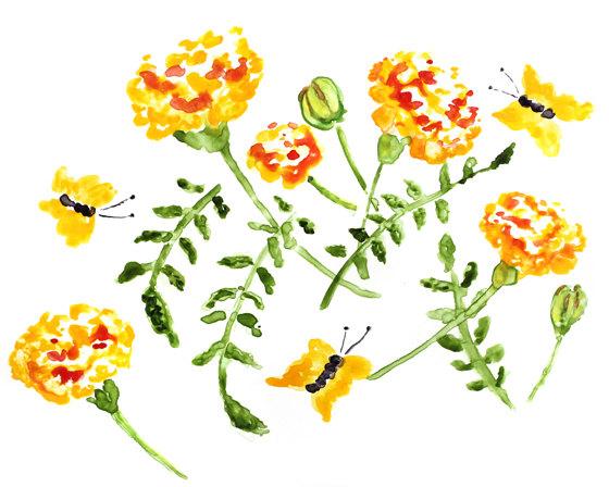 560x448 Marigolds Watercolor Print, Flower Lighthearteddreamer
