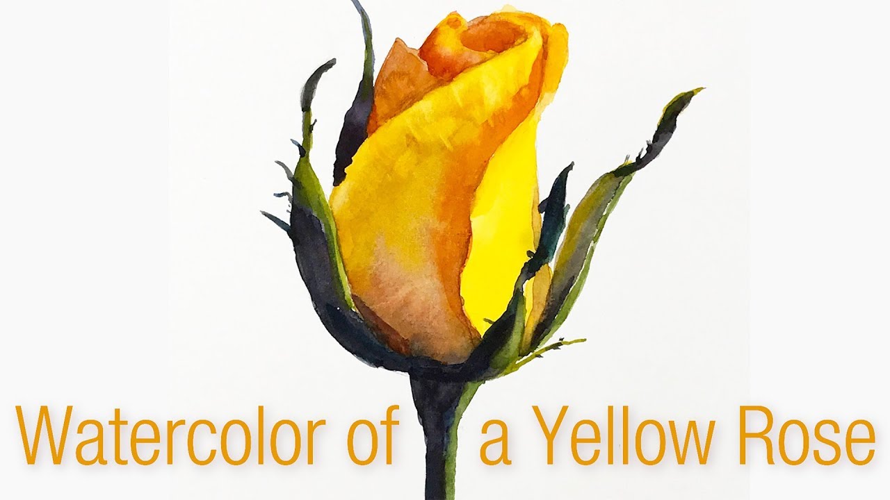 1280x720 Step By Step Watercolor Painting Of A Yellow Rose Bud