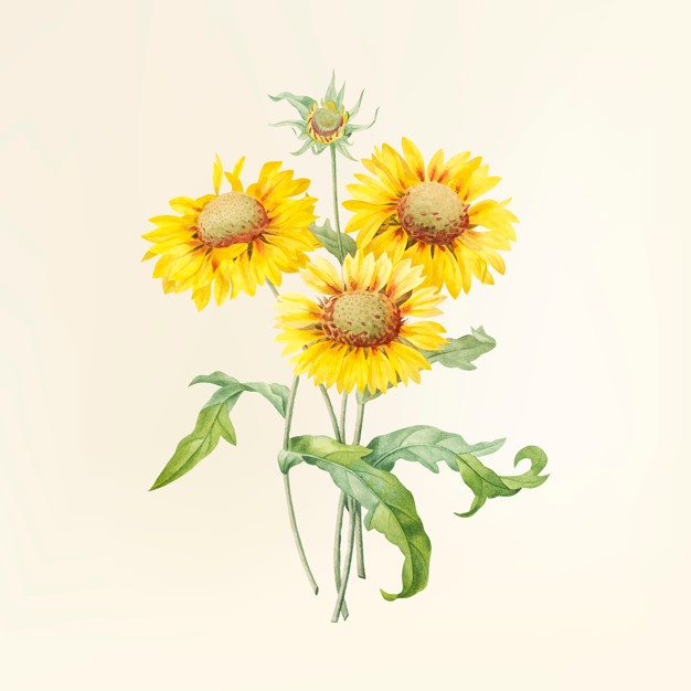 626x626 Yellow Flower Vectors, Photos And Psd Files Free Download