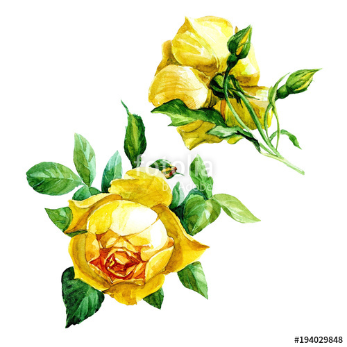 500x500 Set Of Two Yellow Roses Isolated On White Background, Painted In
