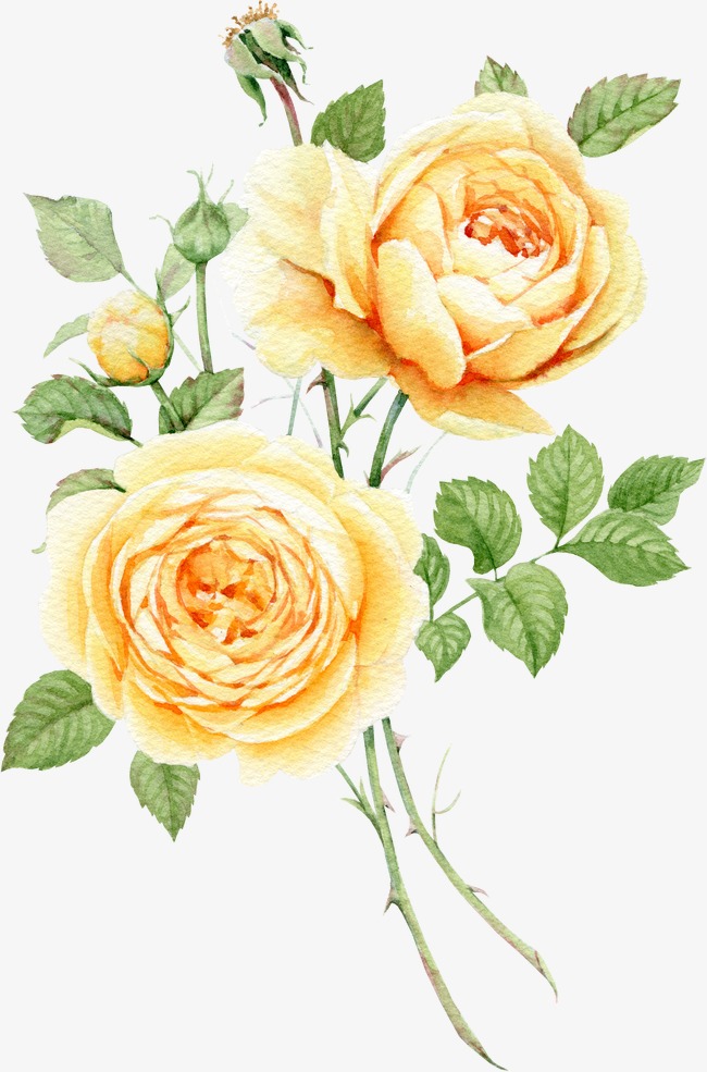 650x985 Watercolor Painted Pale Yellow Roses, Watercolor Clipart, Hand
