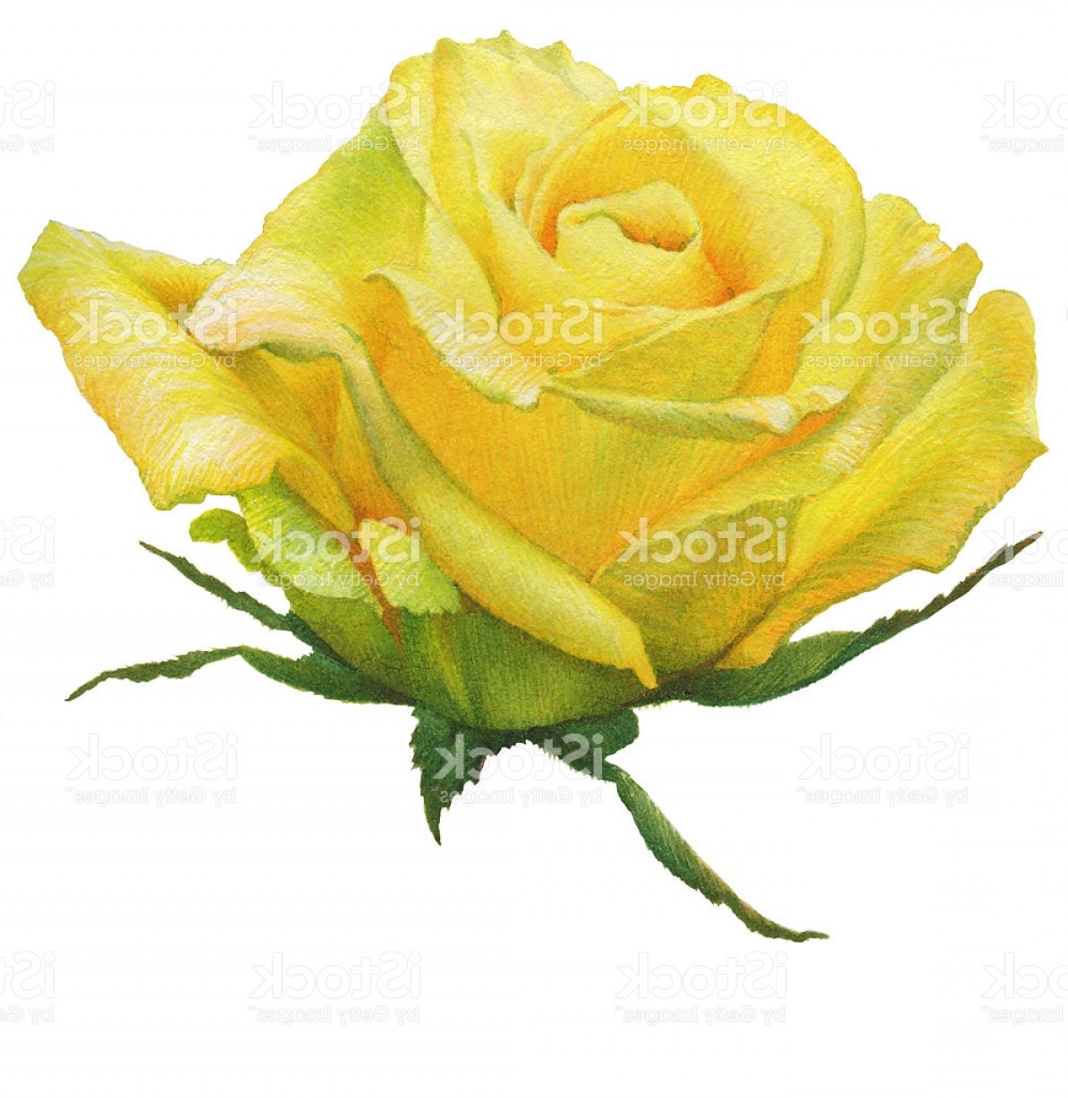 1194x1228 Watercolor Painting Yellow Rose Gm Arenawp