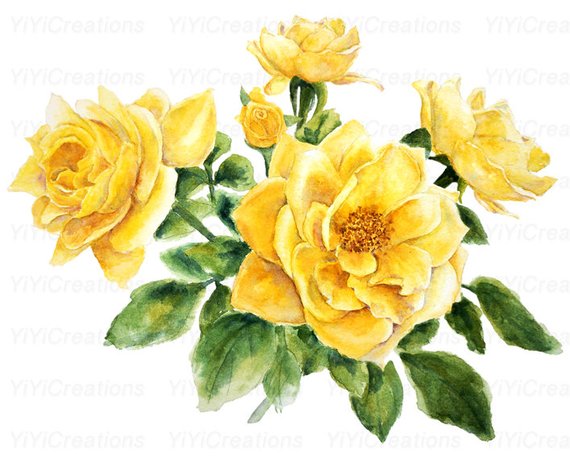 570x464 Watercolor Yellow Rose Clipart Hand Painted Flower In Mason Etsy