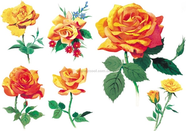 594x419 Watercolor Style Roses Highdefinition Picture Yellow Rose 6p Free