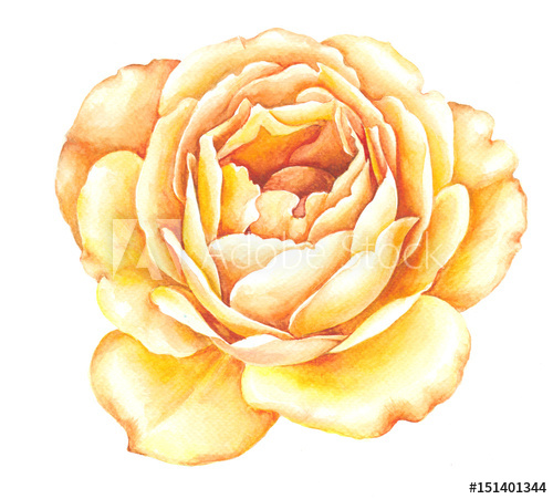 500x451 Yellow Rose Watercolor Illustration. Watercolor Roses Flowers