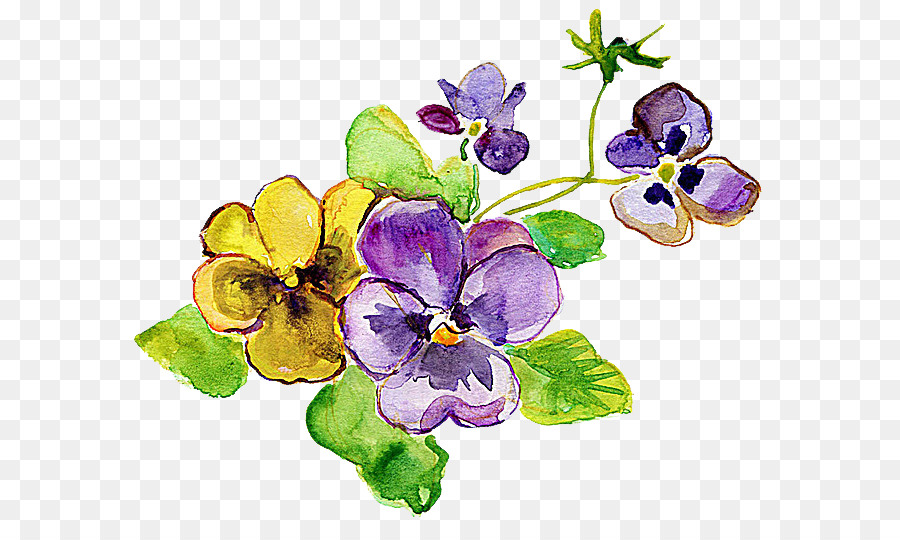 900x540 Pansy Violet Flower Yellow Photography
