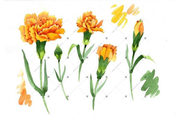 600x400 Yellow Dianthus Png Watercolor Flower Set Watercolorpng