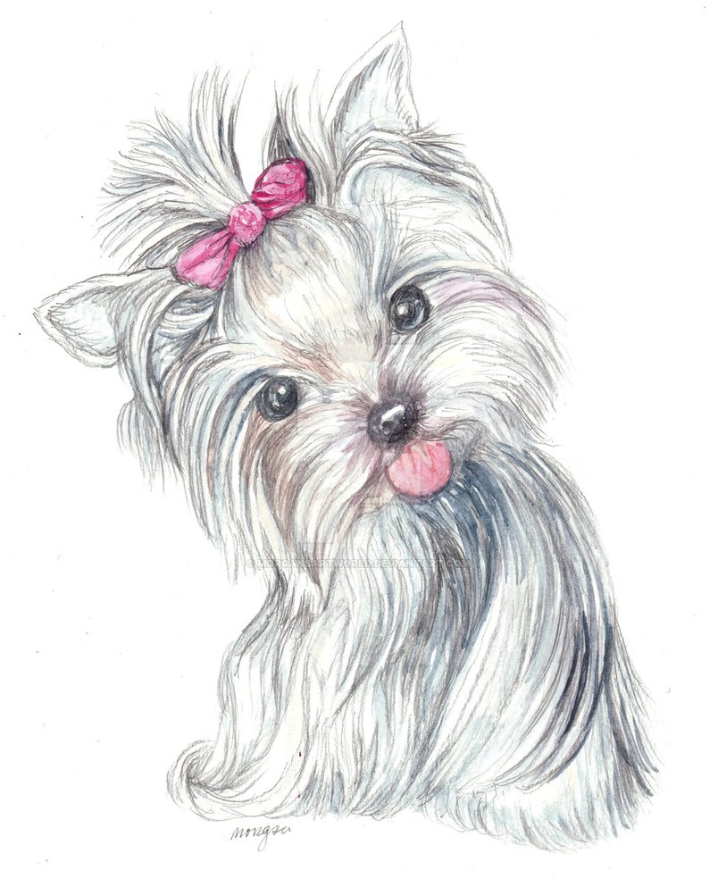 804x993 Deviant Yorkie Puppy By Morgansartworld
