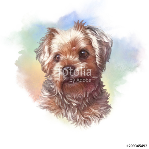 500x500 Realistic Portrait Of Yorkshire Terrier. Illustyration Of Toy