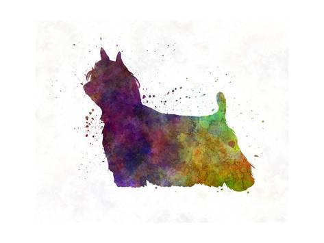 473x355 Yorkshire Terrier Long Hair In Watercolor Prints By Paulrommer