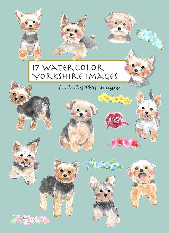 570x787 Clip Art Watercolor Yorkshire Terrier Set. 17 Images. Digital Etsy