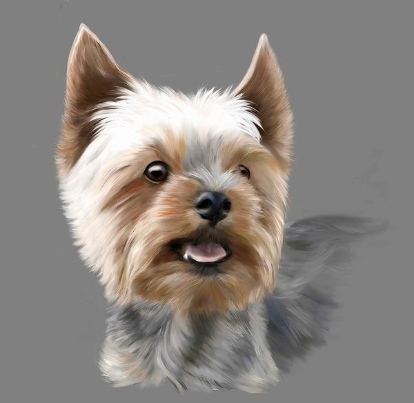 600x584 Dog Fabric, Yorkshire Terrier Fabric, Watercolor 702 Beautiful Quilt