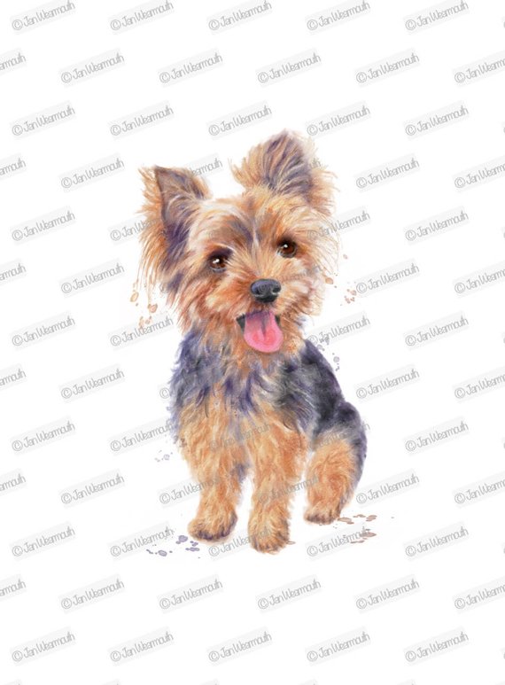 570x773 Dog Clipart Yorkie Clipart Instant Download. Digital Etsy
