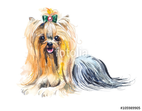 500x389 Dog With A Hood. Yorkshire Terrier. Watercolor Hand Drawn