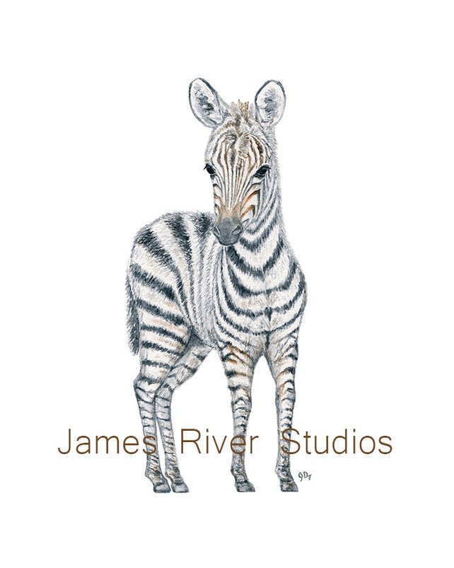 642x803 Zebra Art Zebra Painting Zebra Print. Zebra Watercolor Etsy