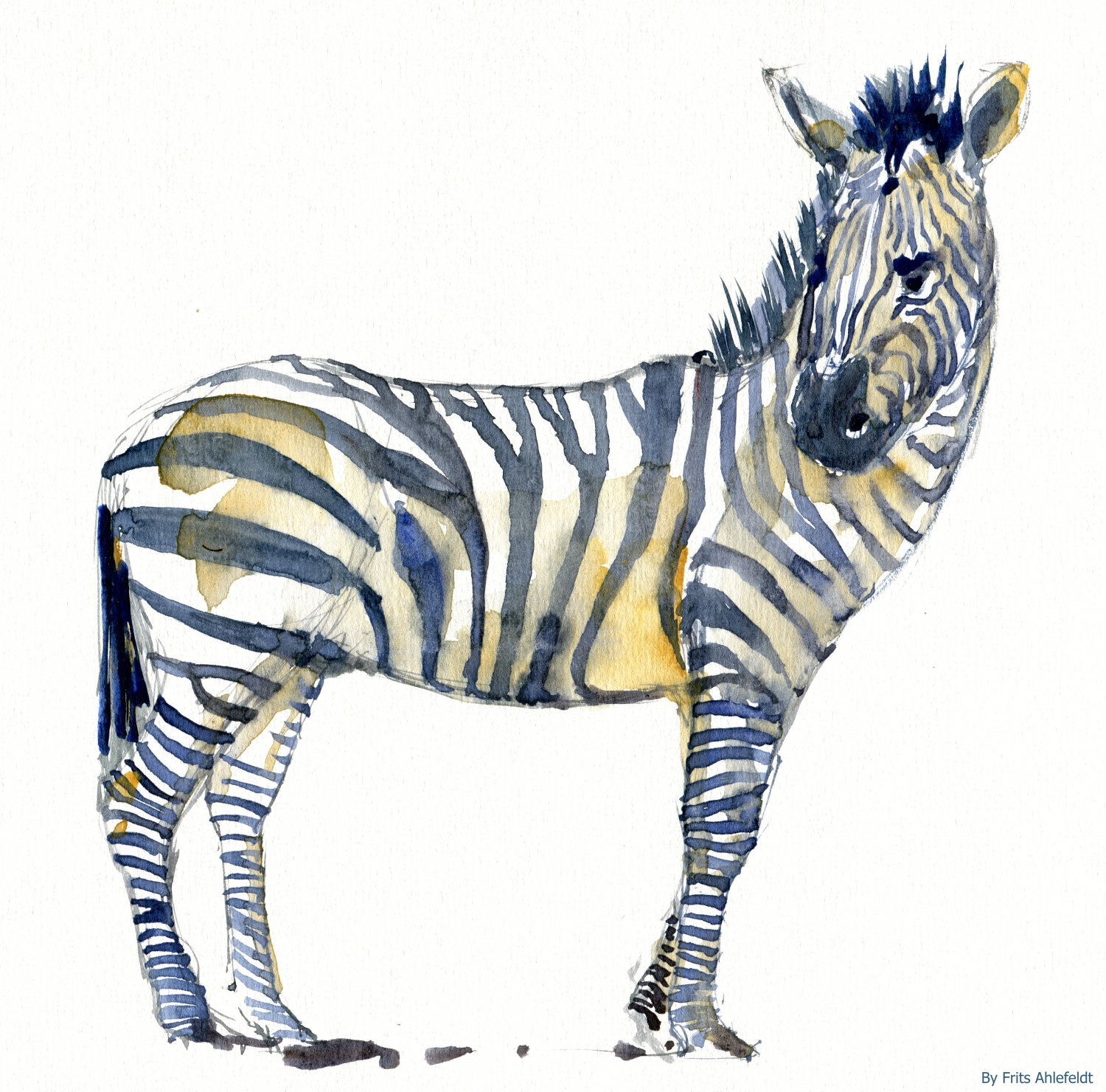 1500x1480 Zebra Watercolor The Hiking Artist Project By Frits Ahlefeldt