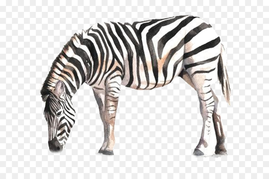 900x600 Horse Zebra Watercolor Painting Drawing