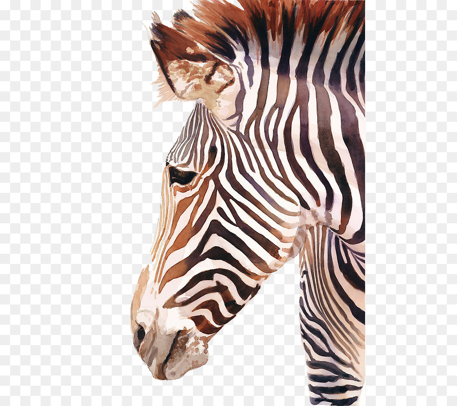900x800 Horses Watercolor Painting Zebra
